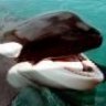 Bull Whale