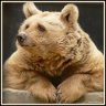 bearmob